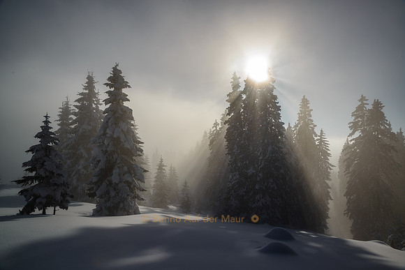 Die Sonne lugt ein letztes Mal über eine verschneiten Tanne