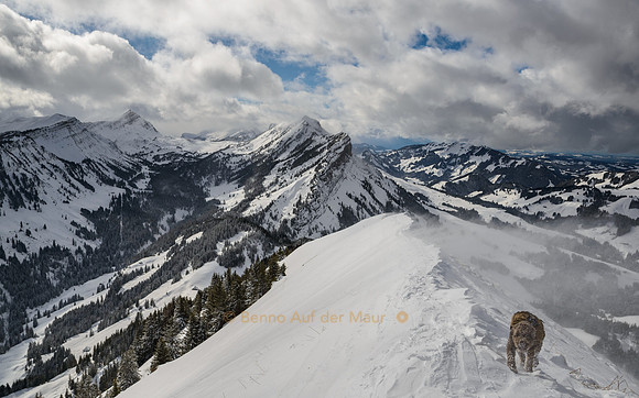 Saya on the ridge to the summit of Schimbrig