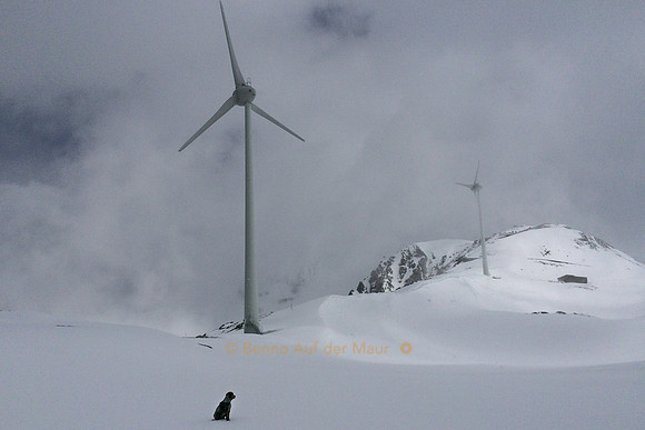 Hund sitzt im Schnee vor zwei Windrädern