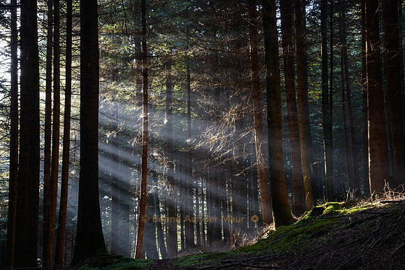 Sonnenstrahlen durchbrechen die Bäume im Meggerwald