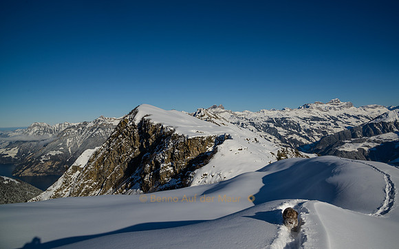 Powder dream