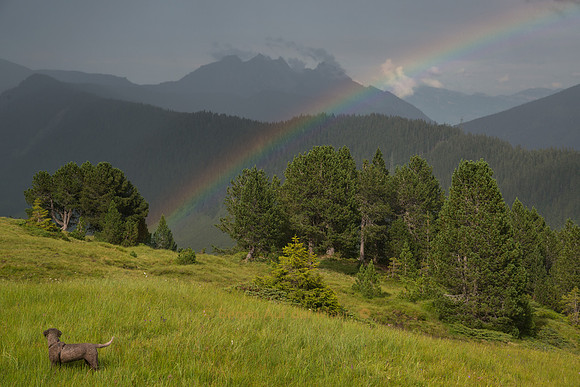 Saya the Lagotto Romagnolo stands beneath a rainbow in a field of green - trees and mountains in the background