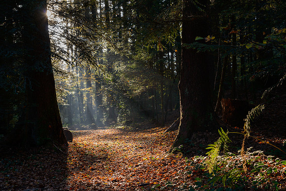 Sonnenstrahlen durchbrechen die Bäume und fallen auf den Waldboden