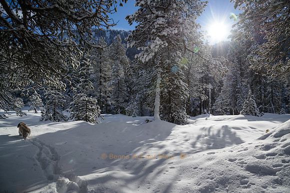 footprints in the snow