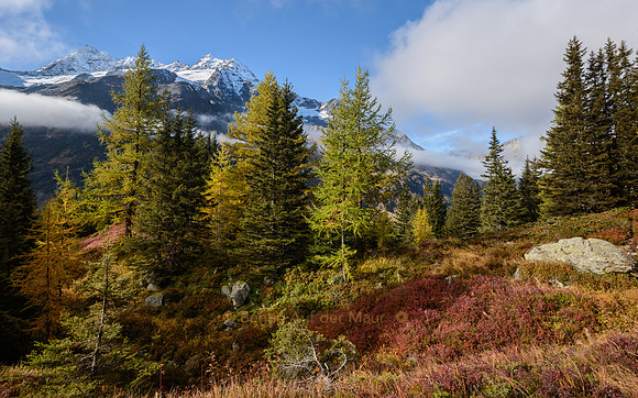 Lärchen im Herbst