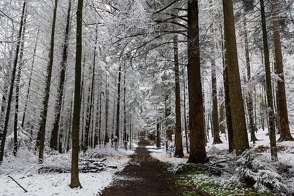 Waldweg führt durch den winterlichen Meggerwald