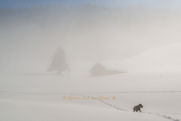 Lagotto in the myst