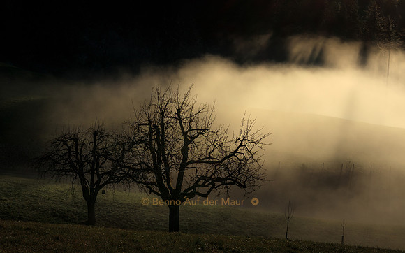 zwei kahle Bäume im Gegenlicht und Nebel