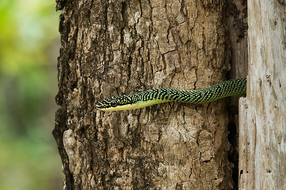 Schlange; Mergui Archipel - Myanmar