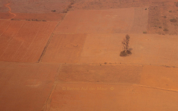 Ein abgestorbener Baum steht inmitten von ockerfarbenen Feldern