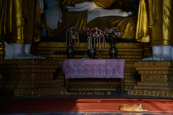 Eine Katze macht vor einer grossen Buddhastatue ein Nickerchen