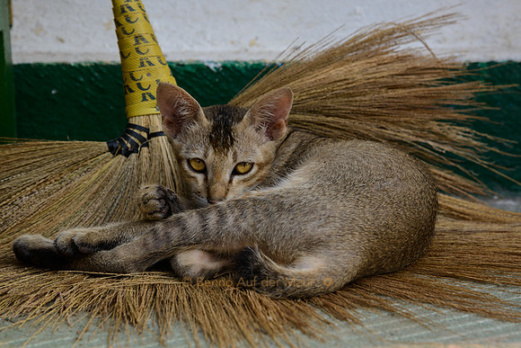 Junge Katze ruht sich auf einem Reisigbesen aus