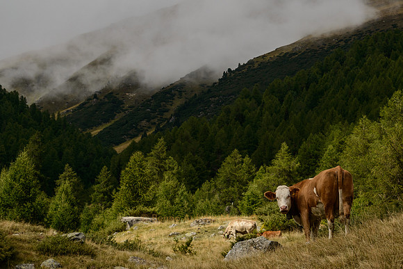 weidende Kühe im Engadin
