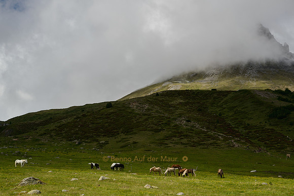 Pferde auf einer Weide auf dem Hochplateau der Alp Astras