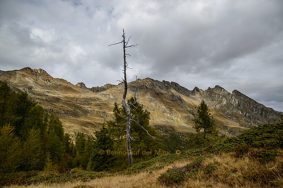 Bergwald im Val Calanca