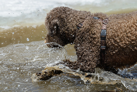 splash 2
