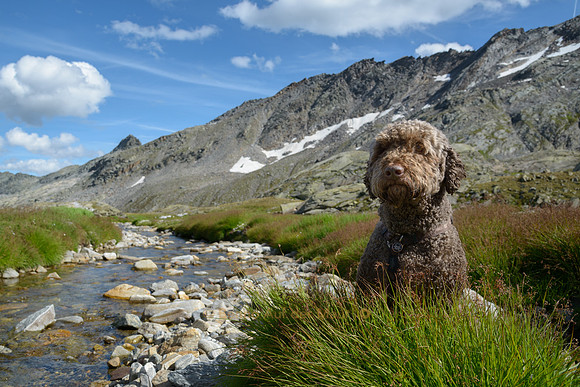 Watchdog