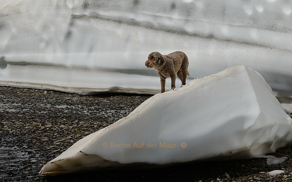 Hund steht auf einem abgebrochenen Stück Schnee