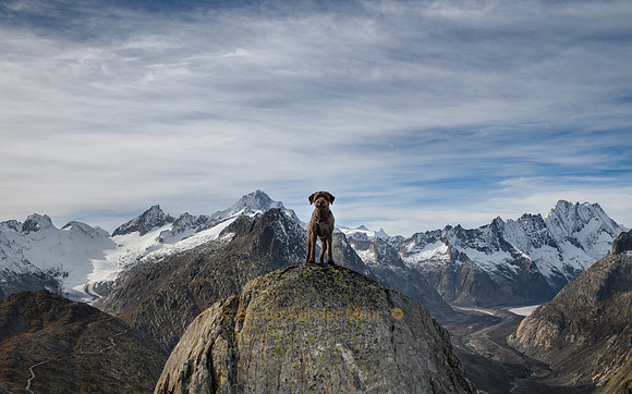 Hund steht auf rundem Felsen