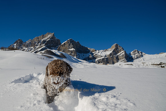 Snow Monster