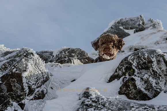 Eisiger Lagotto Romagnolo