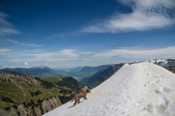 On the way to the summit of Wilerhorn