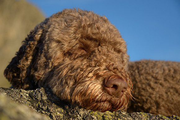 Schlafende Hunde soll man nicht wecken