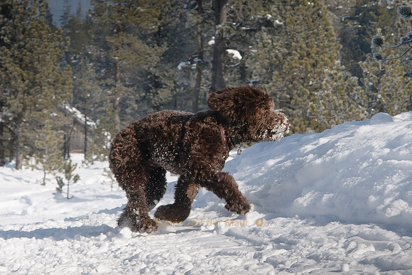 Snow bear on the way