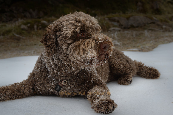 Schokoladen-Puderzucker-Hund