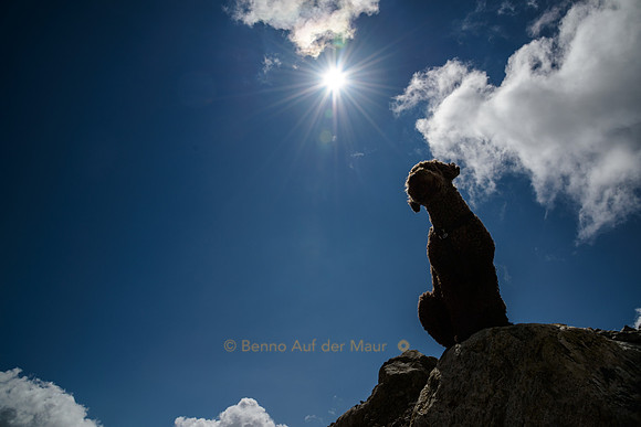 Sonnenkönig(in)