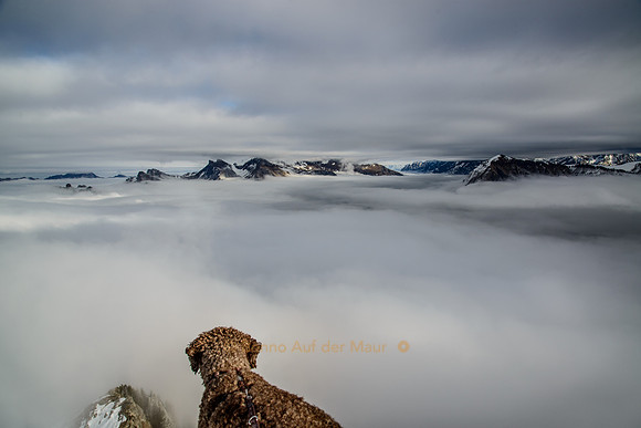 Hund schaut vom Gipfel des Ars auf's Nebelmeer