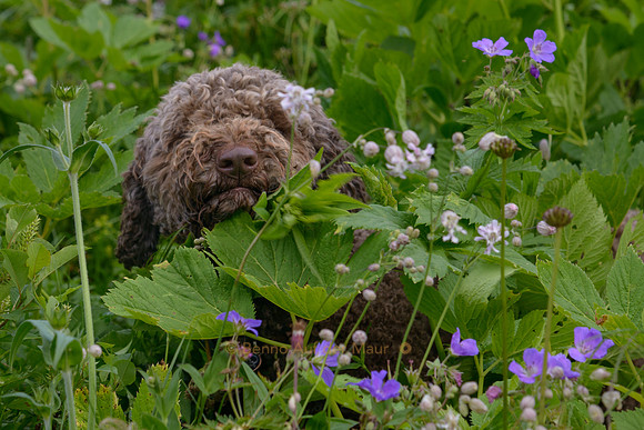 Jungle dog