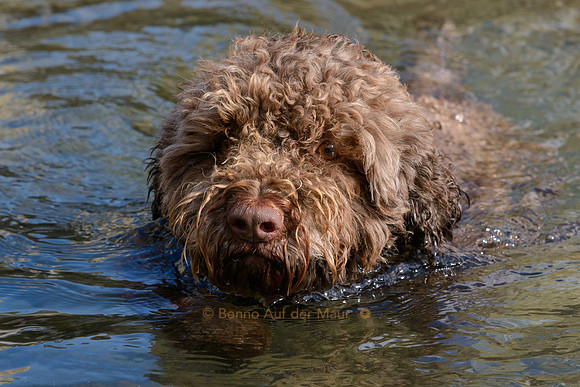 swim queen