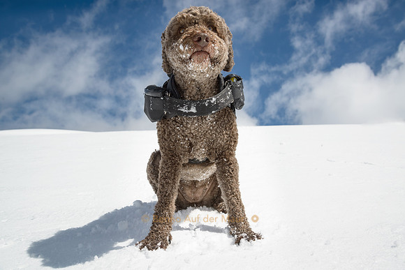 Special Forces Dog
