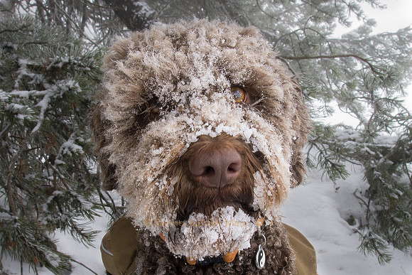 Yeti?