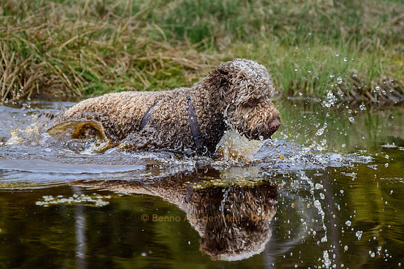 Water dog in action