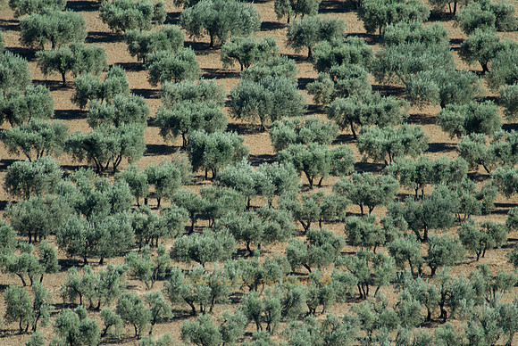 Olivenhain bei Les-Baux-de-Provence