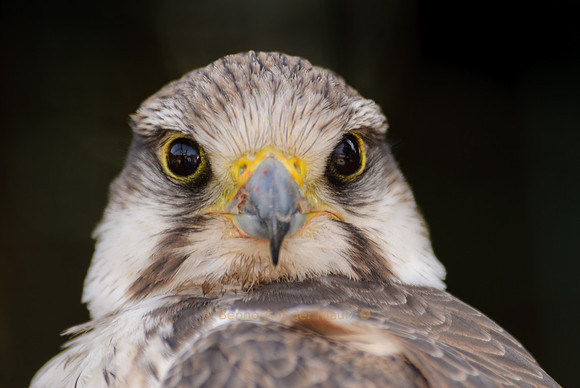 hypnotisierender Blick eines Falken