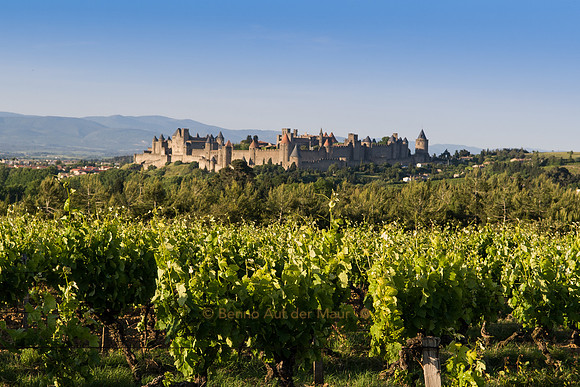 Hinter Rebstöcken taucht das sagenhafte Carcassonne auf