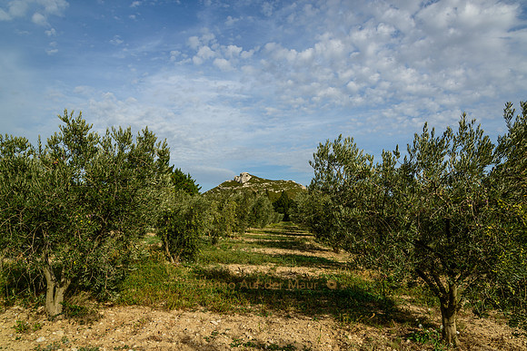 Olivenhain in den Alpilles, Provence