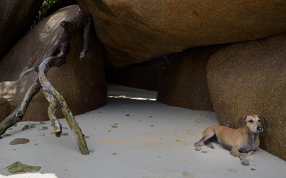 Hund geniesst im Schatten unter braunen Felsen