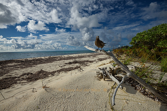 Gefiederter Bademeister am Crested Tern Beach