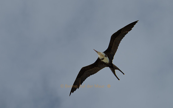 Bindenfregattvogel