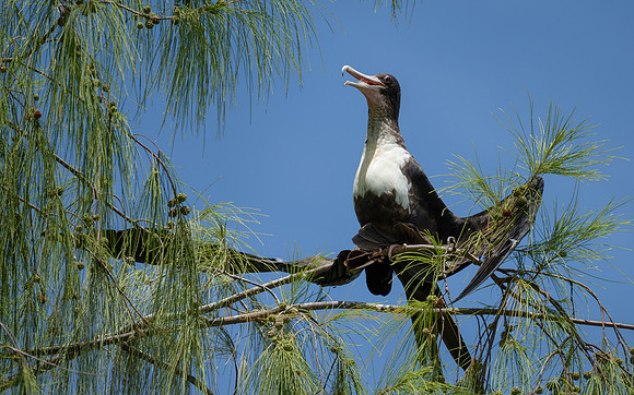 Bindenfregattvogel spreizt seine Flügel