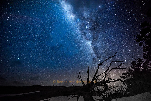 Baumgerippe mit zwei Sternschnuppen und Galaxis