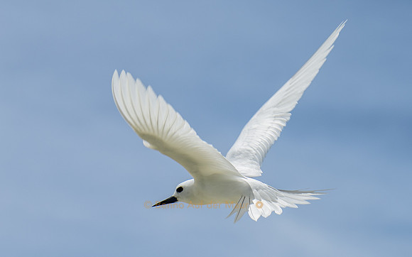 Feenseeschwalbe im Flug
