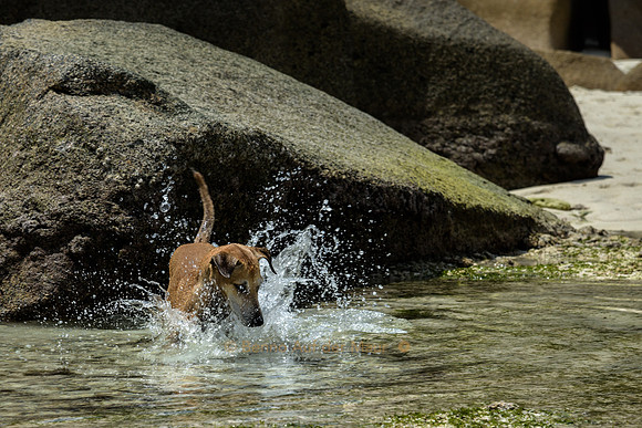 Hund jagt im Meer nach kleinen Fischen
