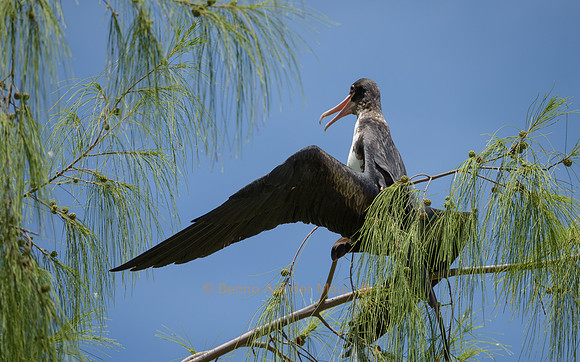 Die Stelzenbeinchen dieses Fregattvogels