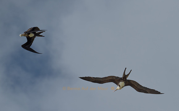 Bindenfregattvögel sind geschickte Flieger