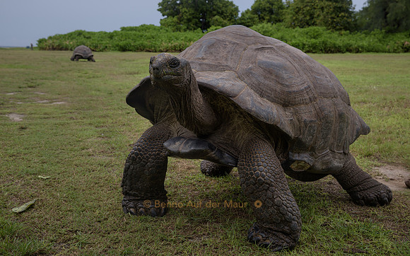 Zwei Aldabra-Riesenschildkröten
